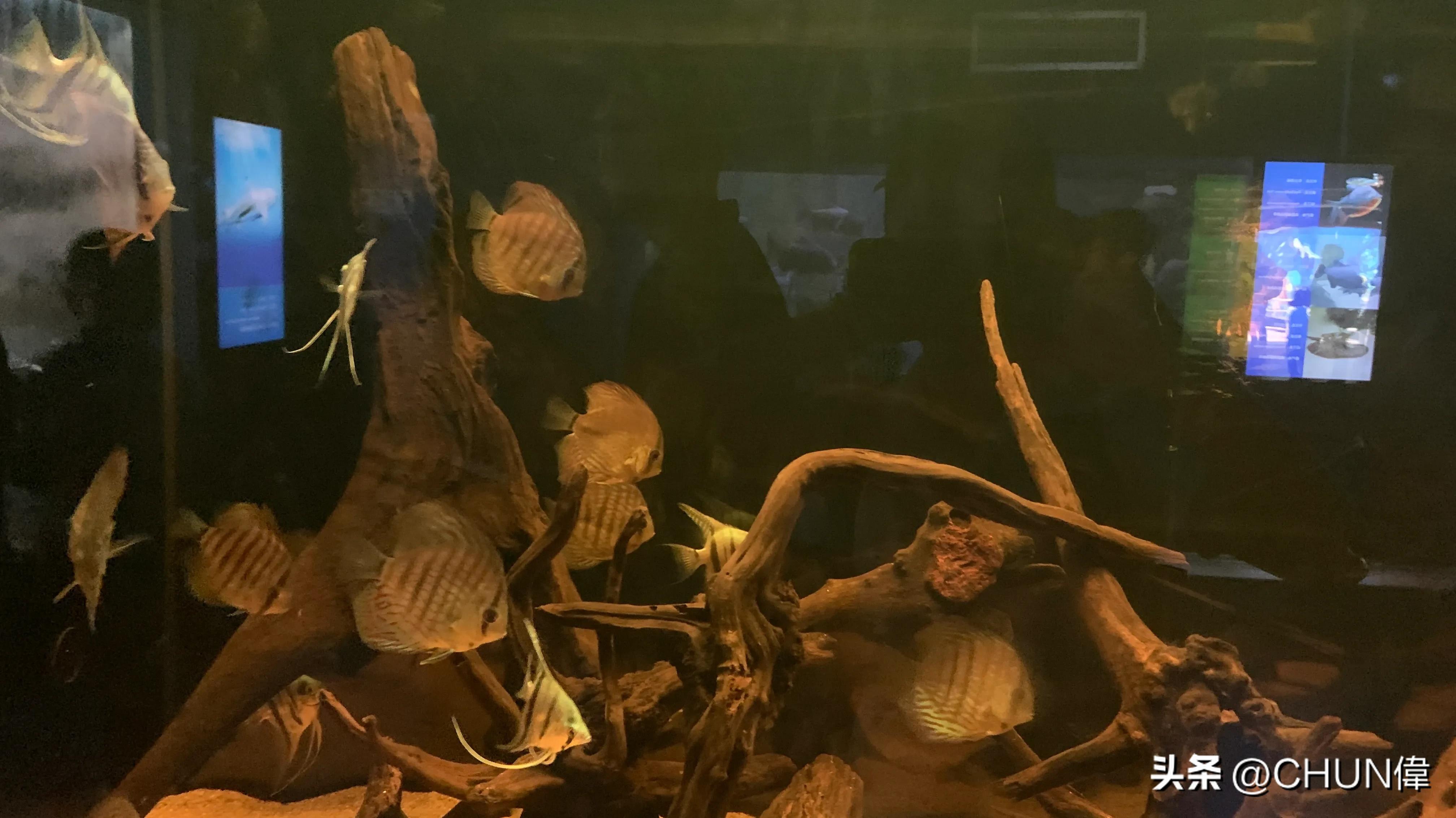 自由行厦门鼓浪屿四天怎么安排,鼓浪屿一日游五一