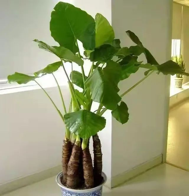 净化空气吸甲醛最好的植物排名,哪些植物对猫咪无毒又能吸附甲醛