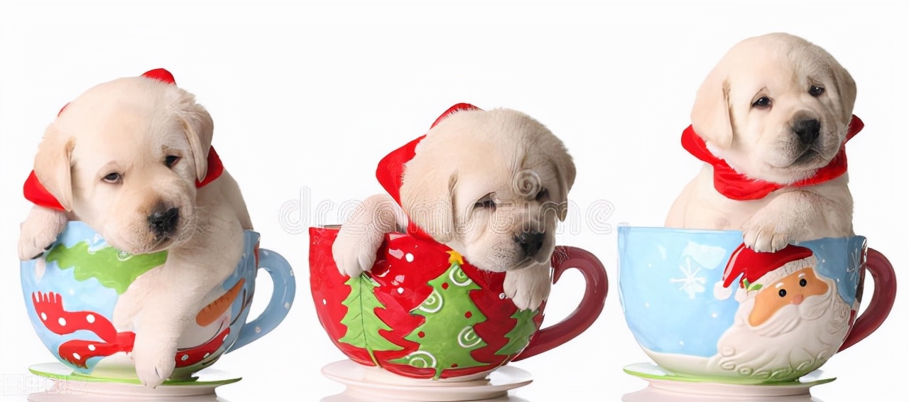 茶杯犬是不是有基因缺陷,茶杯犬天生毛稀疏