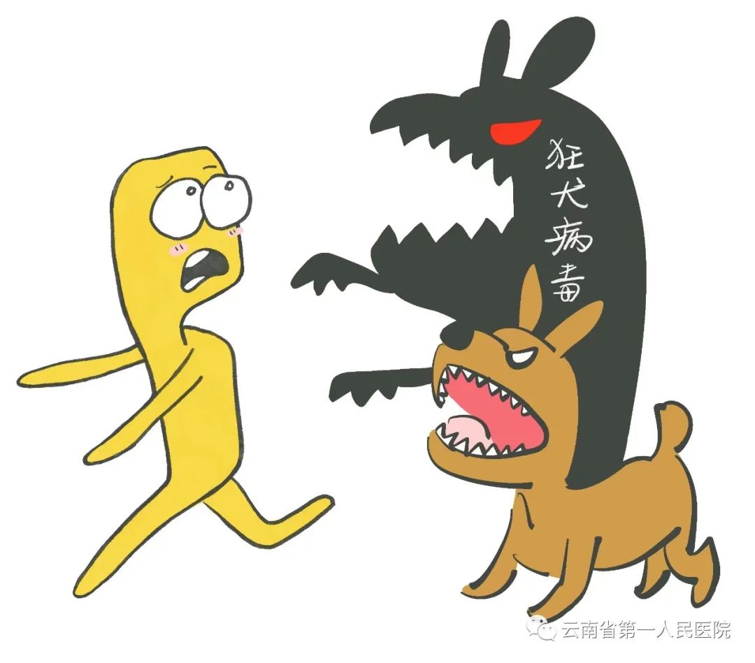 小狗接种狂犬病疫苗被猫抓伤了,被猫抓伤多久打狂犬病疫苗有效