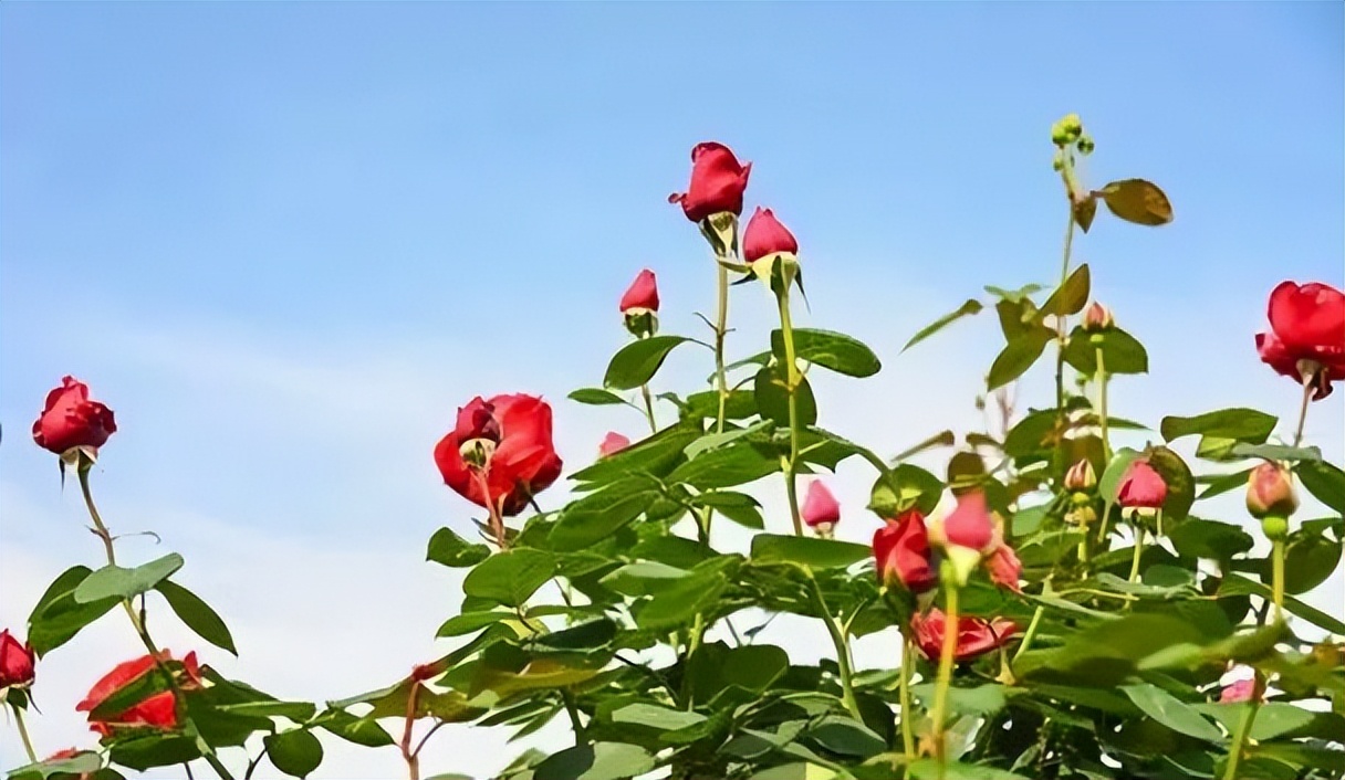 四川内江到云南旅游自驾游路线,重庆四川南充旅游线路攻略