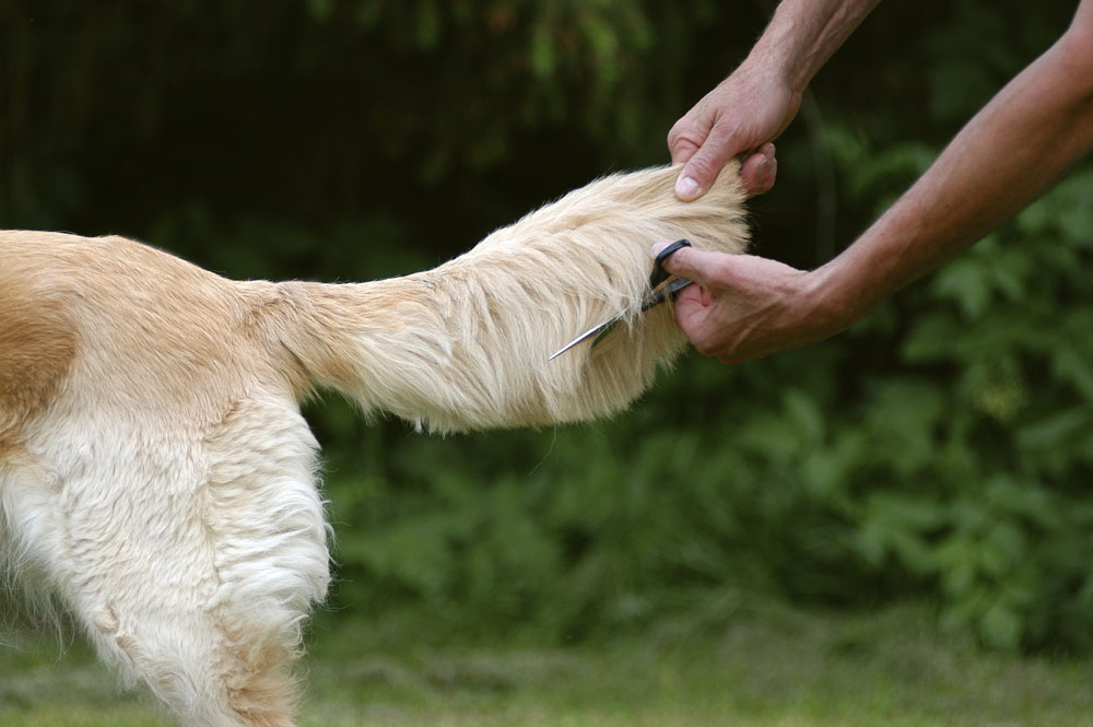 狗狗怎么防止被咬,狗狗怎么养才不会被咬