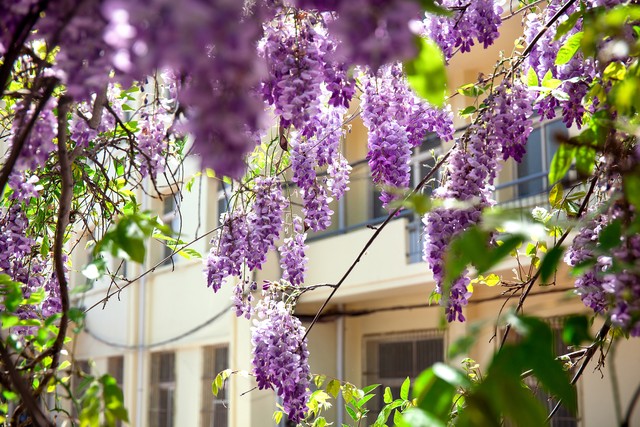 紫藤花成都周边,成都1号桥紫藤花