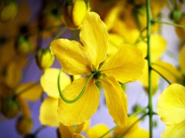 罕见漂亮的鲜花,全球最漂亮的鲜花