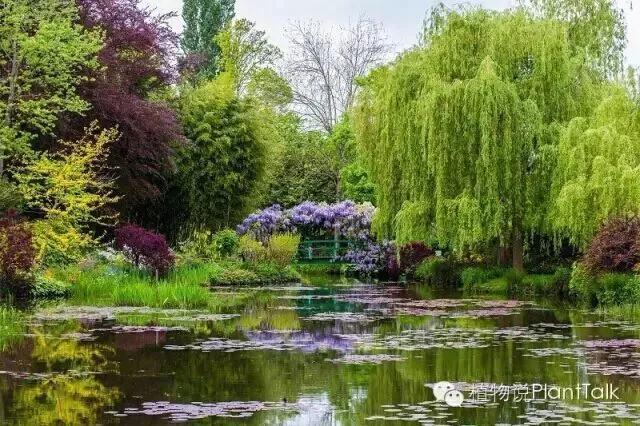 蓝睡莲美,蓝睡莲