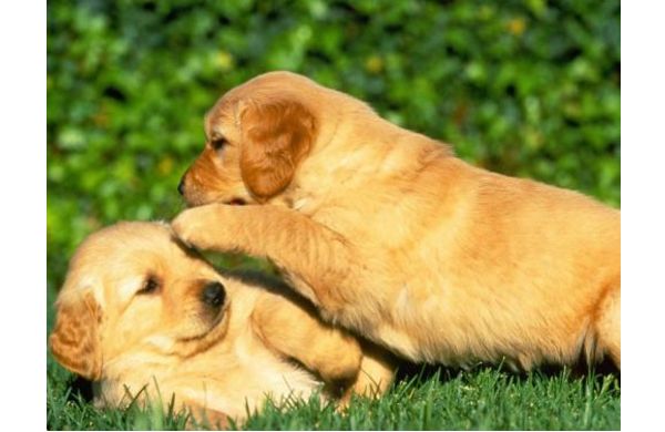 金毛尿频是什么原因,金毛大量喝水是怎么回事