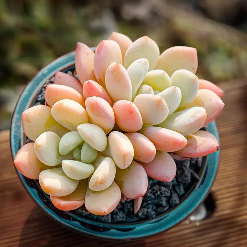 好看又度夏容易的多肉品种,油画棒绘画治愈系简单多肉葡萄