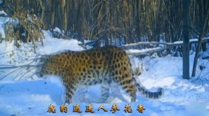 小城的安逸与惬意,美丽的边境小城珲春