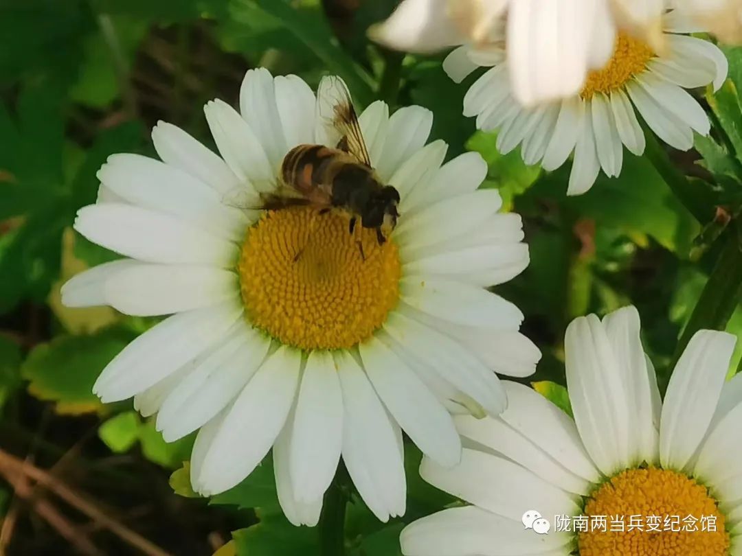 向往的田园生活有山,向往的慢生活田园生活