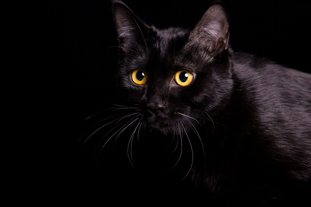 鬼吹灯张三链子人物关系图,鬼吹灯中哪里提到了张三链子