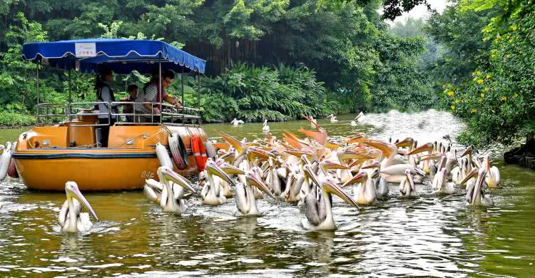 住野趣C位-广州长隆酒店！含高级客房+童趣乐园+广州长隆园区门票