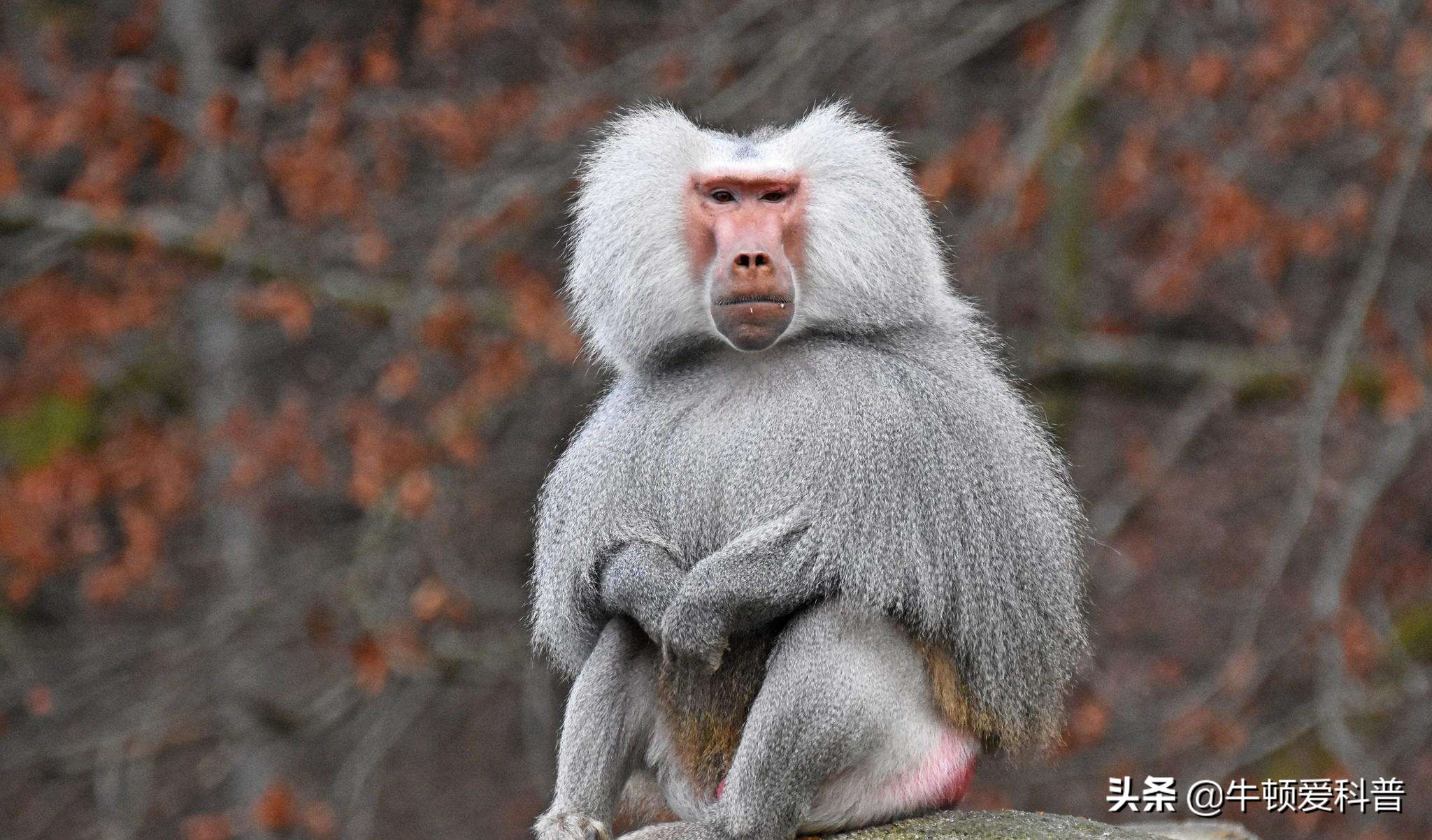 最凶残的猴子有多可怕,猴界最厉害的猴子到底是哪一种呢