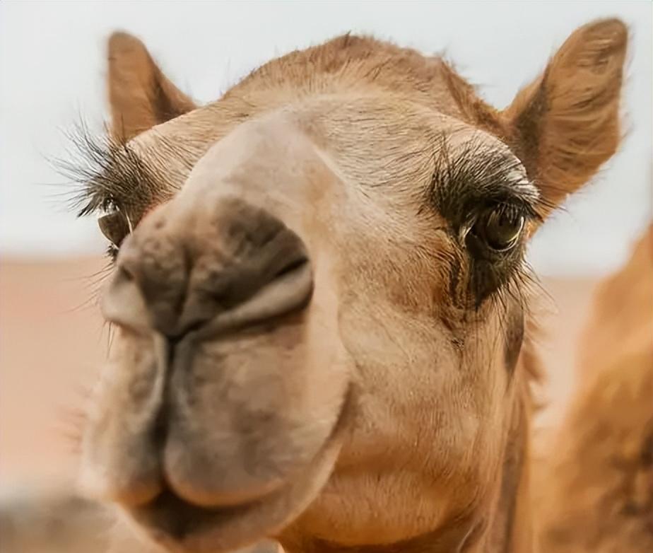 骆驼王者荣耀,骆驼是沙漠中的霸主