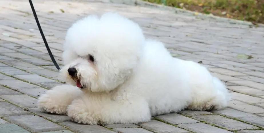 12星座各自都配什么狗狗,什么星座适合养什么狗狗