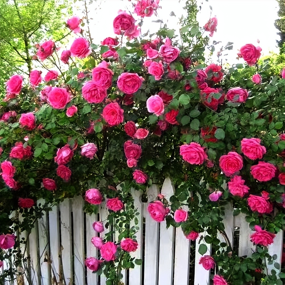 常觅春归不知处花田此地得逢君：栖云田园小镇·花间集