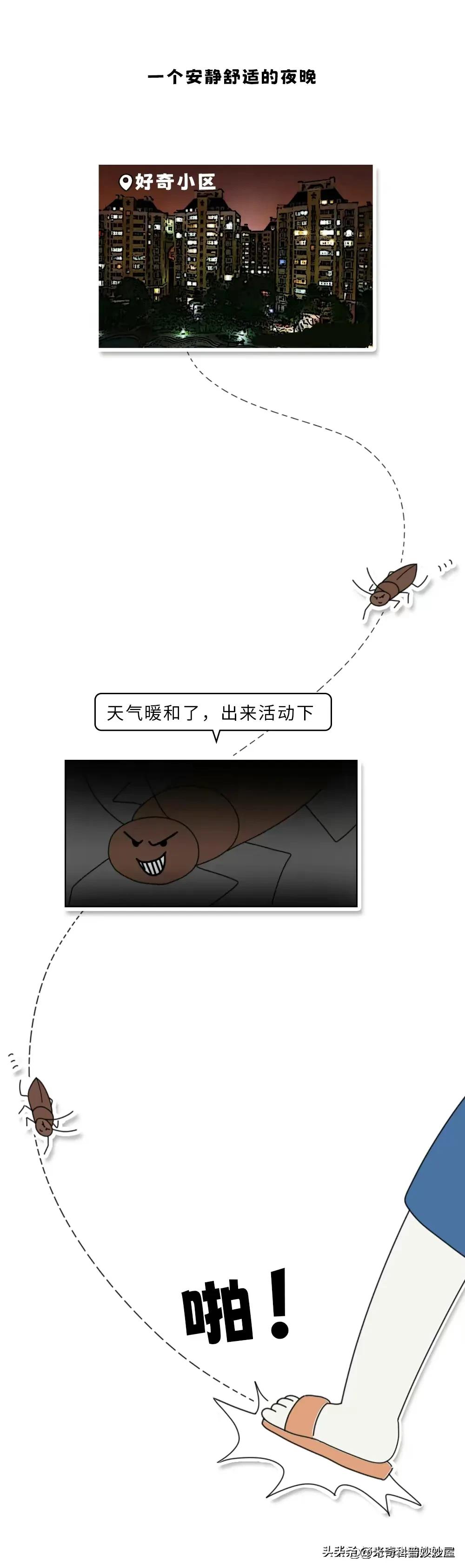 奇怪的冷知识甲虫,奇怪的冷知识火体虫