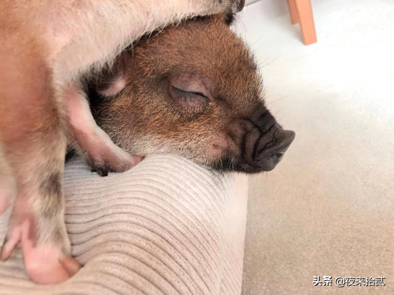 网友打卡日本迷你猪咖，这也太可爱了吧