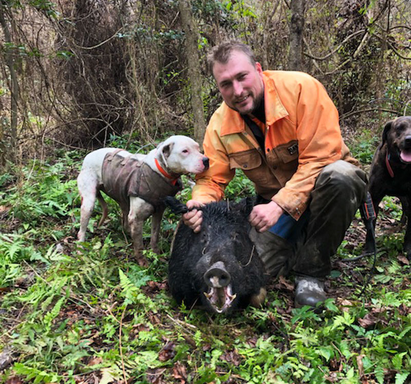 比特犬VS杜高犬谁厉害,比特犬vs杜高犬野猪