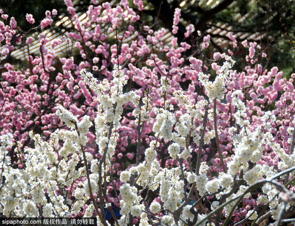 北京梅花去哪个公园看,国内十大赏梅花圣地