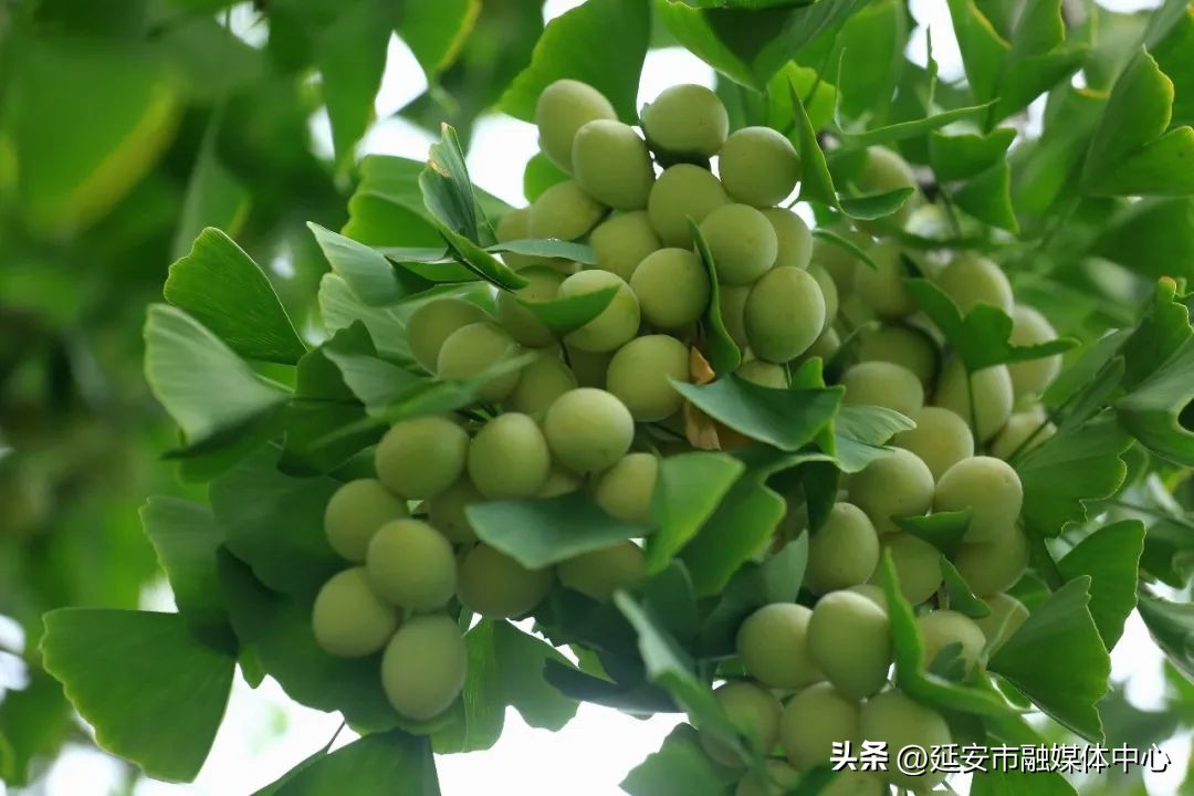 陕西宾馆迎来最佳观花赏景季节,陕西宾馆内景色