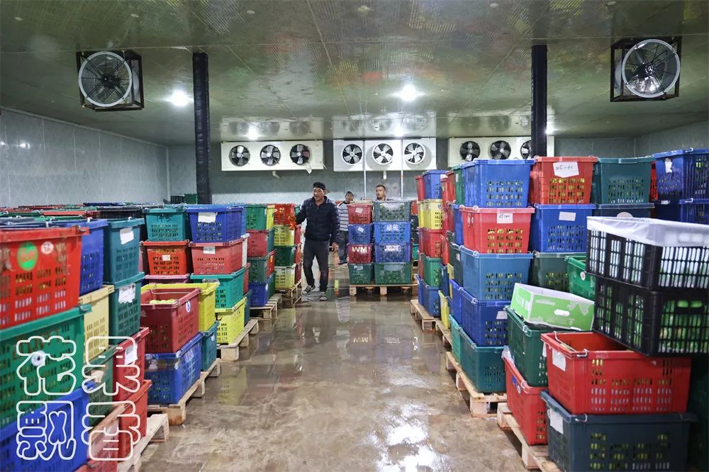 苹果枣，一颗冉冉升起的水果新星