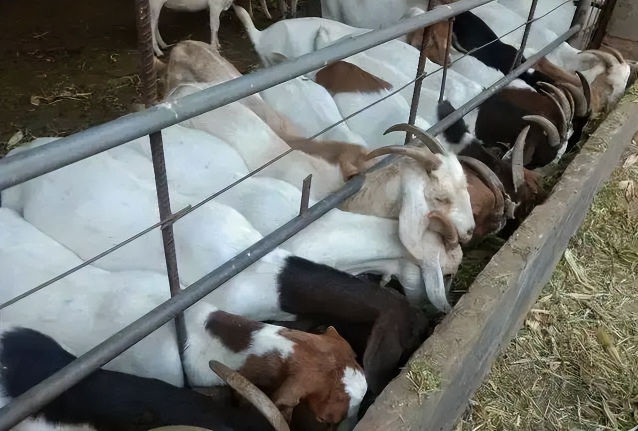 牛羊风湿的最佳治疗方法,牛羊风湿病治疗方法