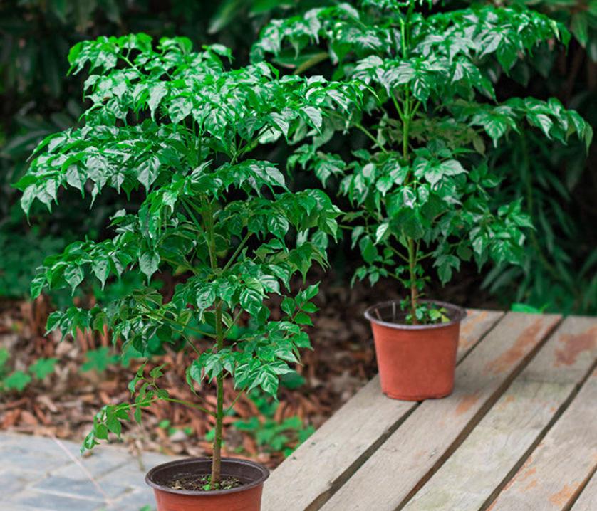 春季万物复苏，冬季“快死”的5种植物这样剪一刀，就能重新生长