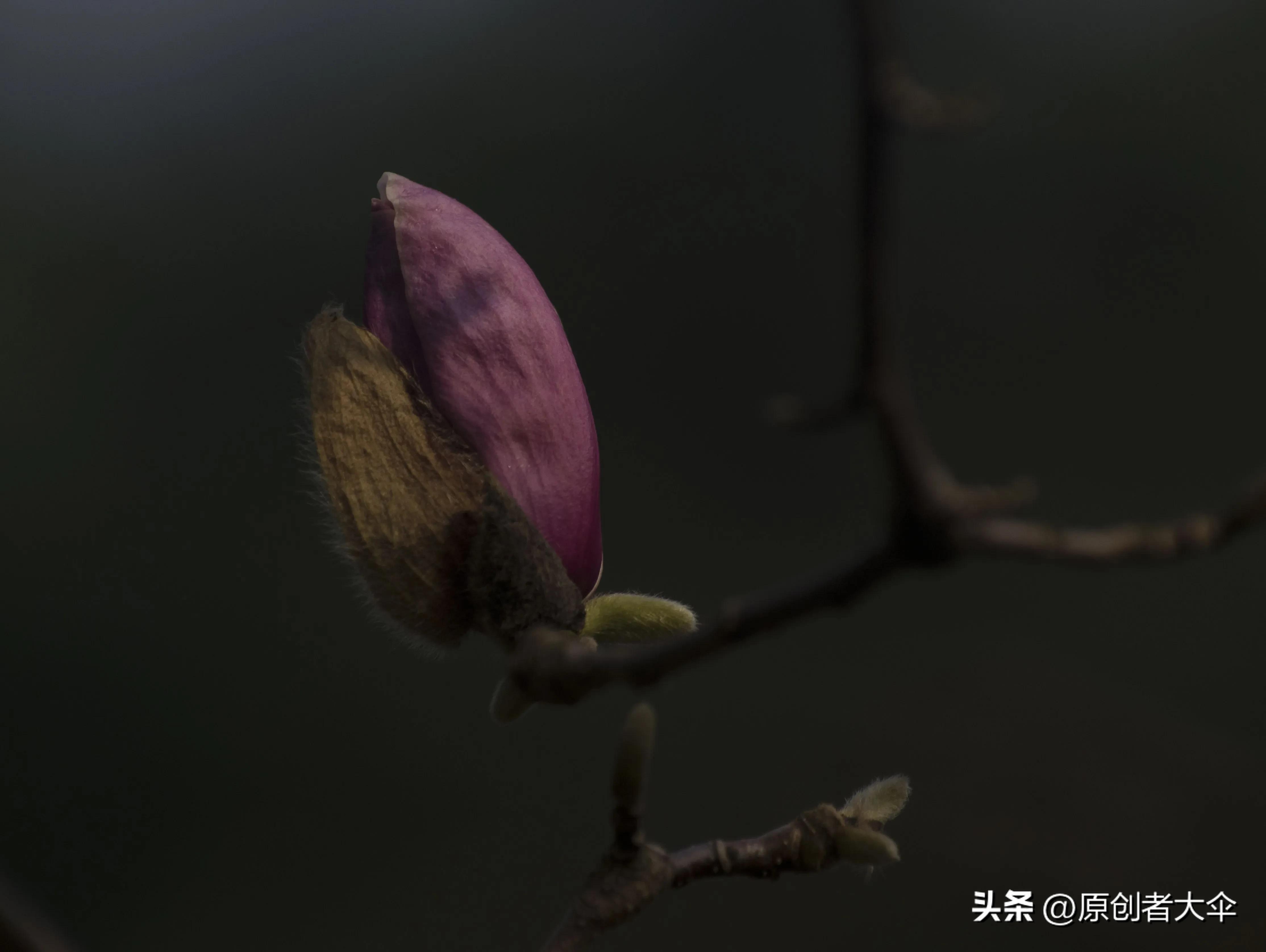 拍个玉兰婴差点赔了台单反