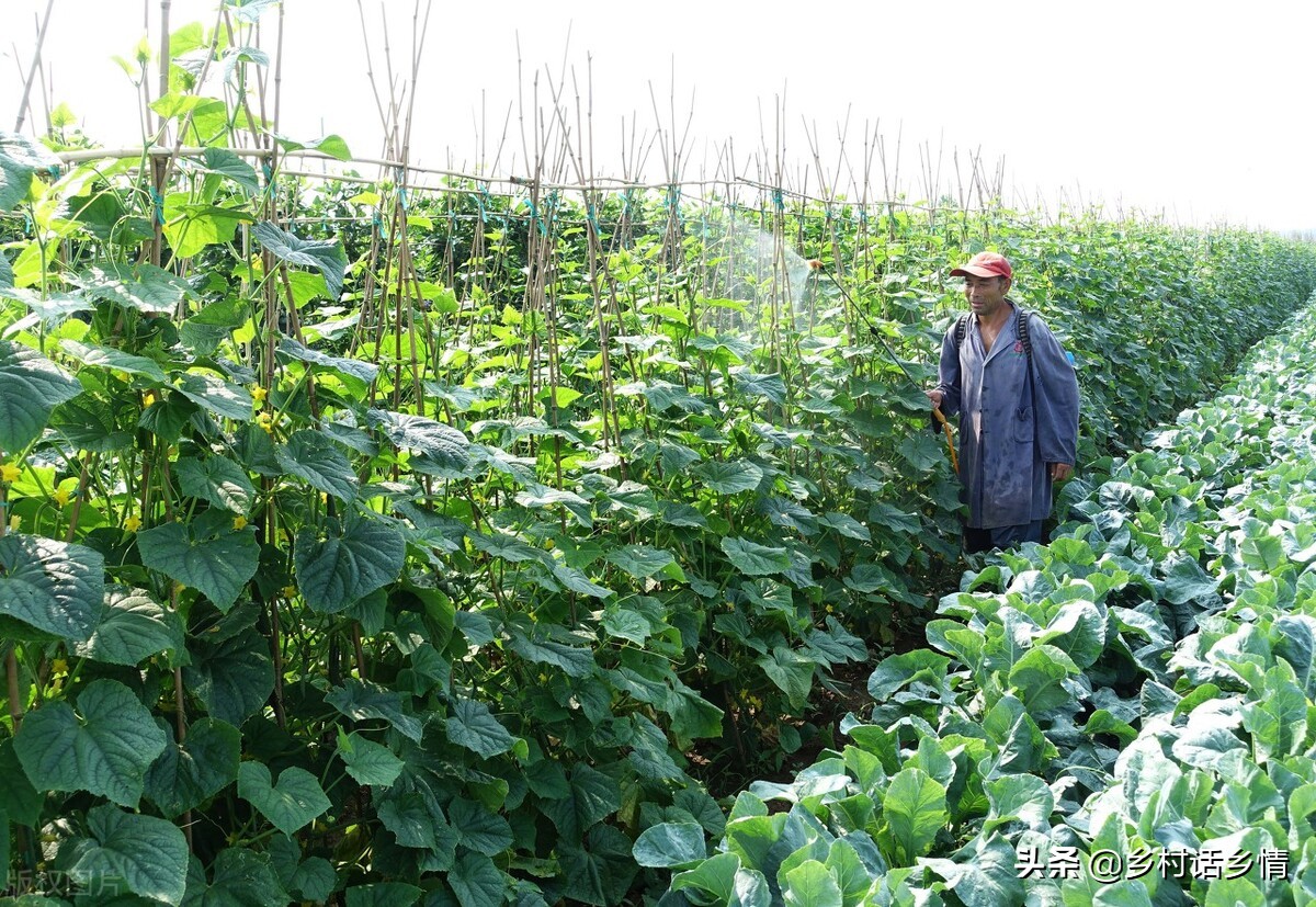 生物有机菌剂,生物菌剂价格表