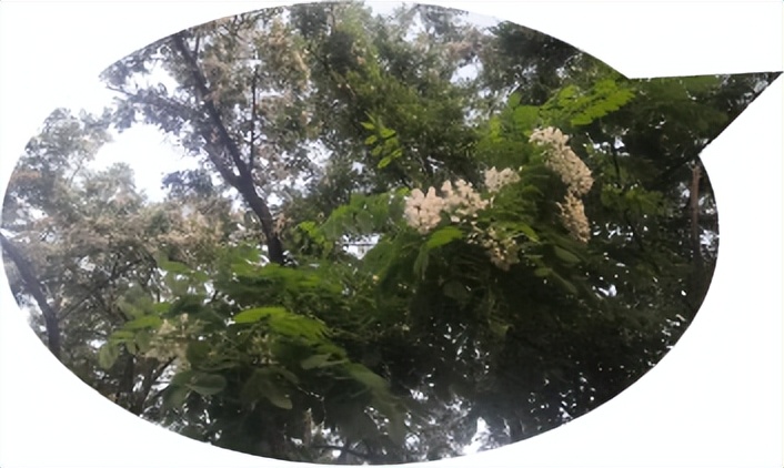 槐米槐角槐花的功效区别,槐花槐米槐角药性有什么不同