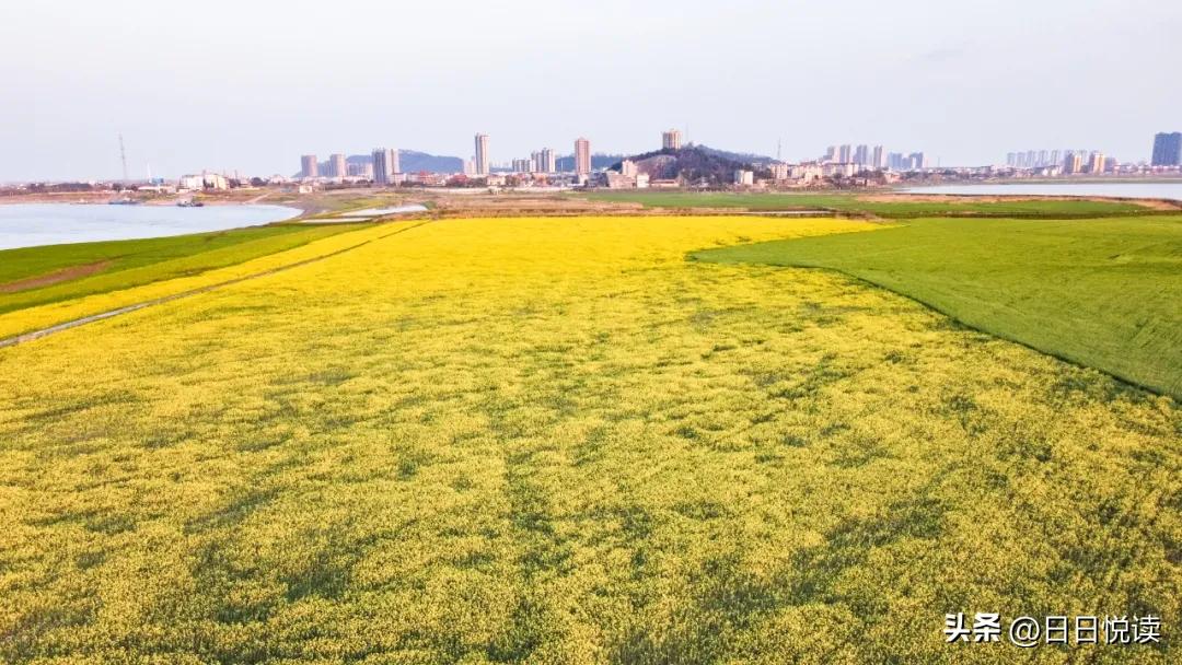 湖北荆州：石首“繁花”上大分↑即将刷爆朋友圈！