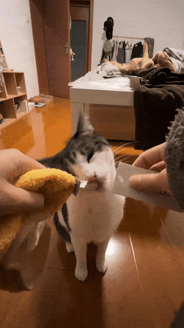 美甲店的猫咪,美甲店的可爱猫猫