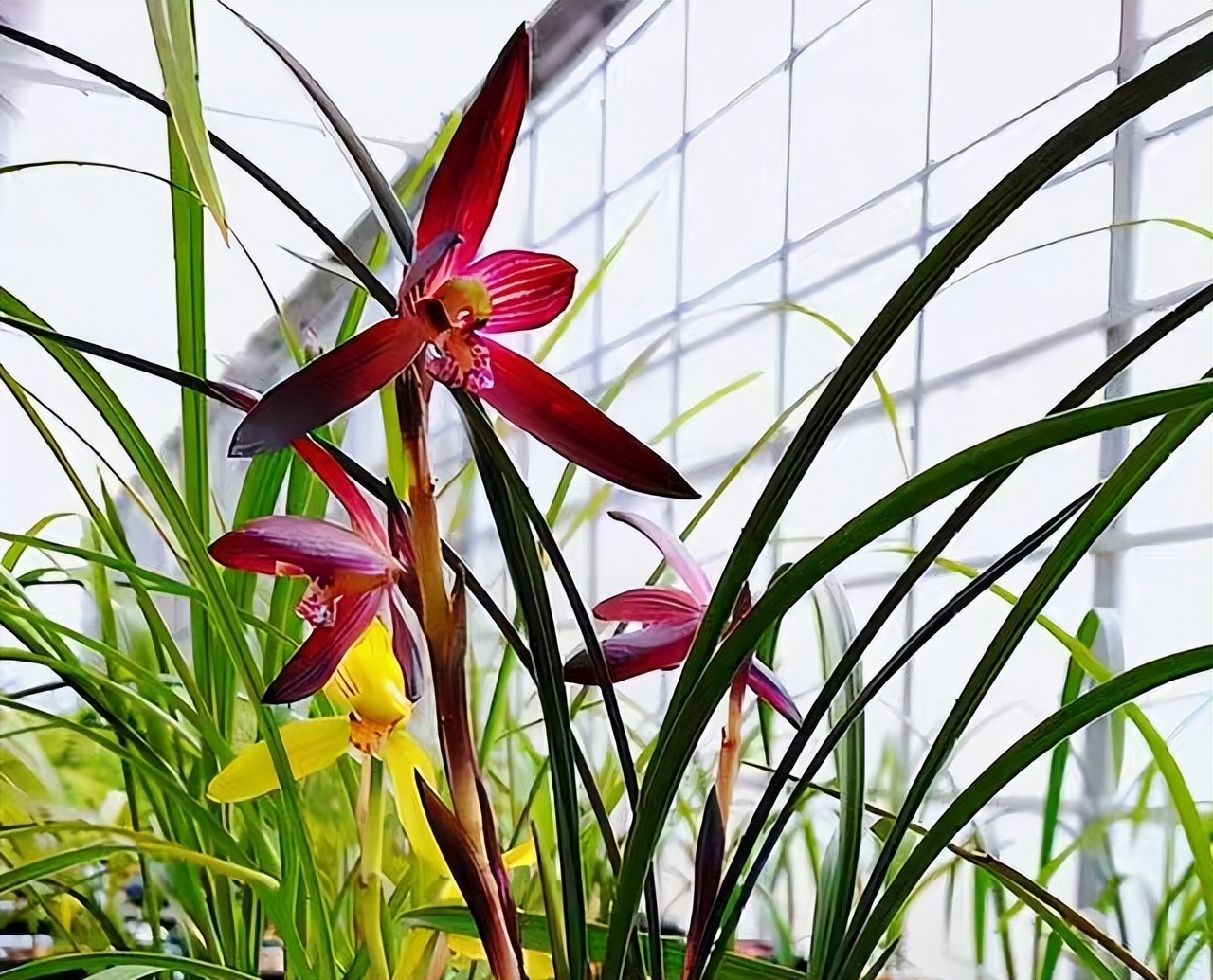 春兰滇红素和娄山红哪个更值得养,春兰娄山红一苗冬天能开花吗