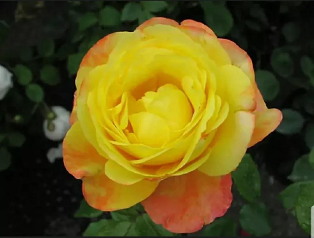 月季蔷薇玫瑰三者的区别图,蔷薇月季玫瑰的区别和联系