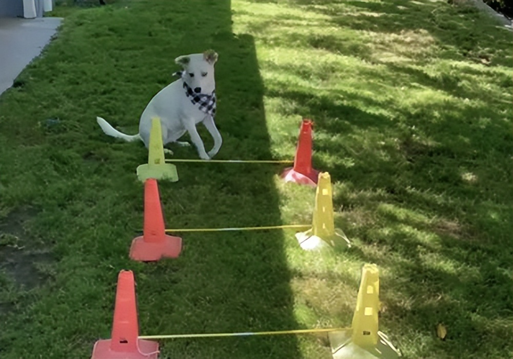 铲屎官养仓鼠捡到了一只狗,铲屎官捡回一只流浪猫