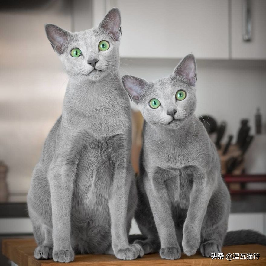 俄罗斯蓝猫法国蓝猫英国蓝猫,欧系俄罗斯蓝猫