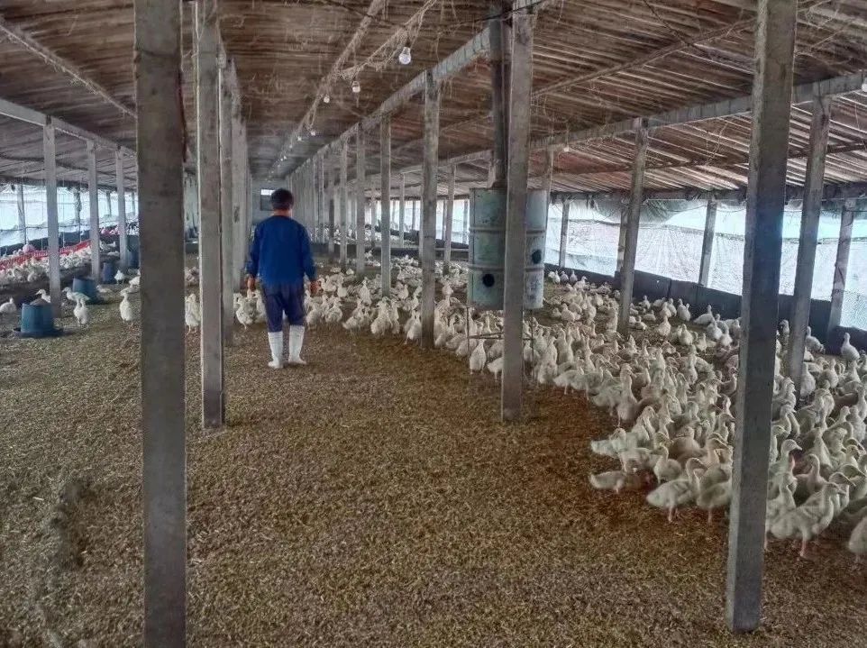 肉鸭养殖乡村振兴,肉鸭养殖与乡村振兴