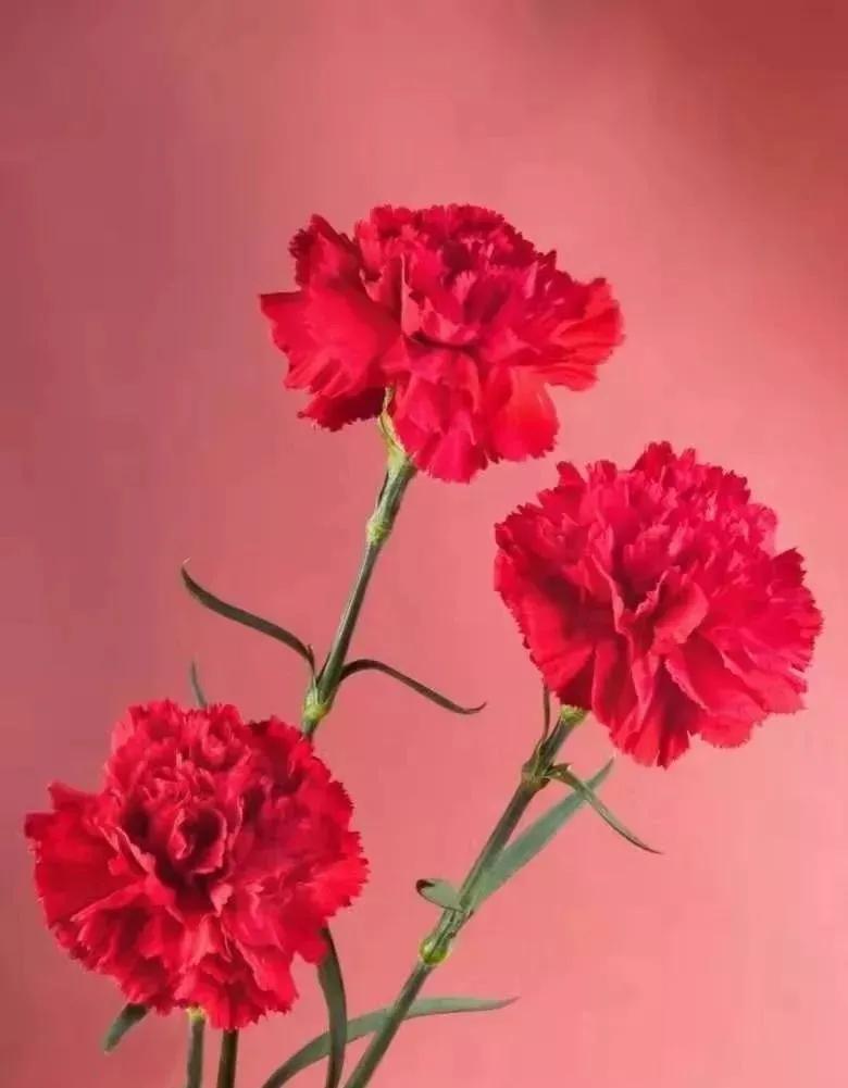 康乃馨花束壁纸,康乃馨壁纸手机超清全面屏