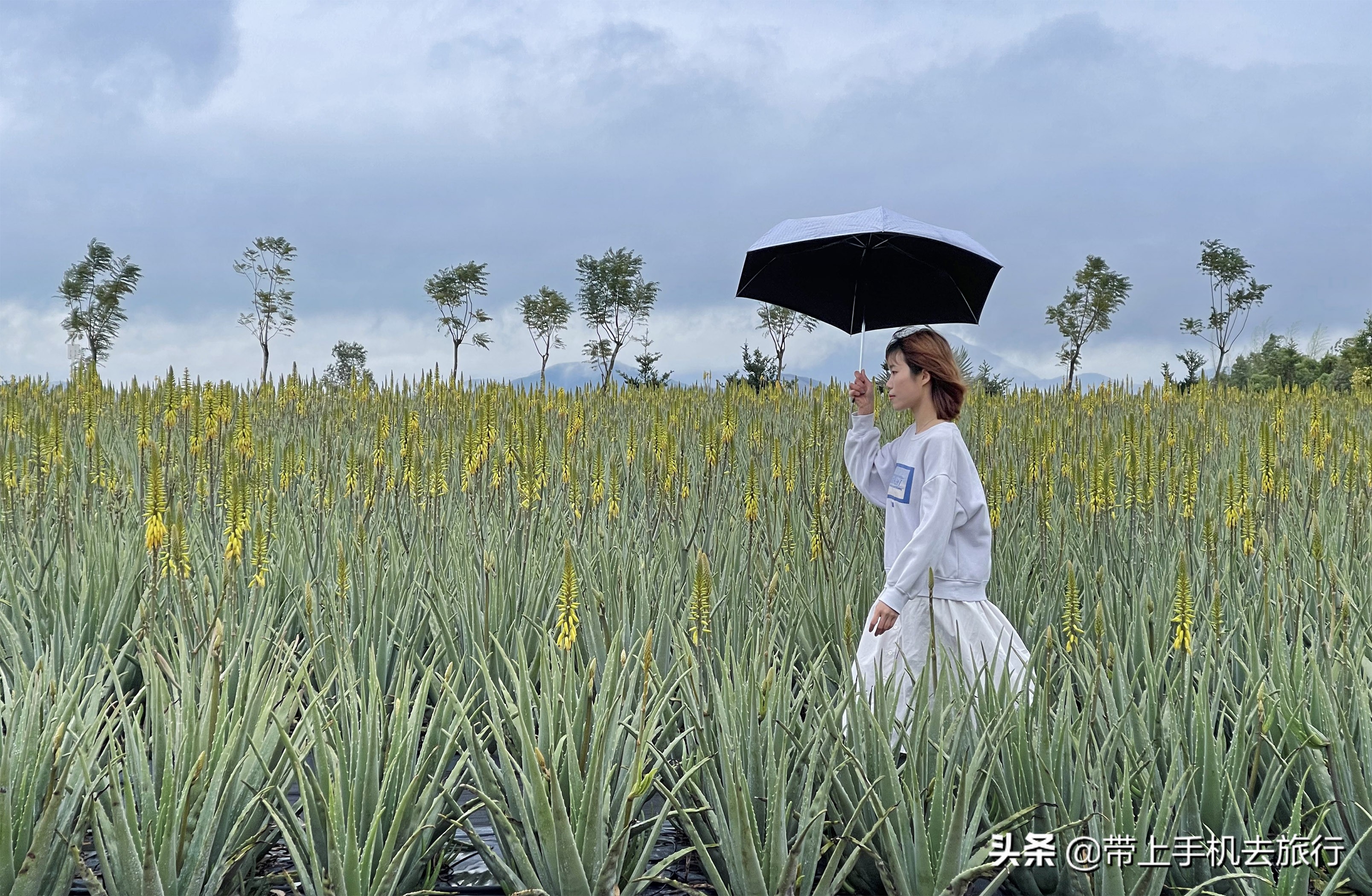 手机摄影怎么样用专业模式,手机摄影是怎么搞的