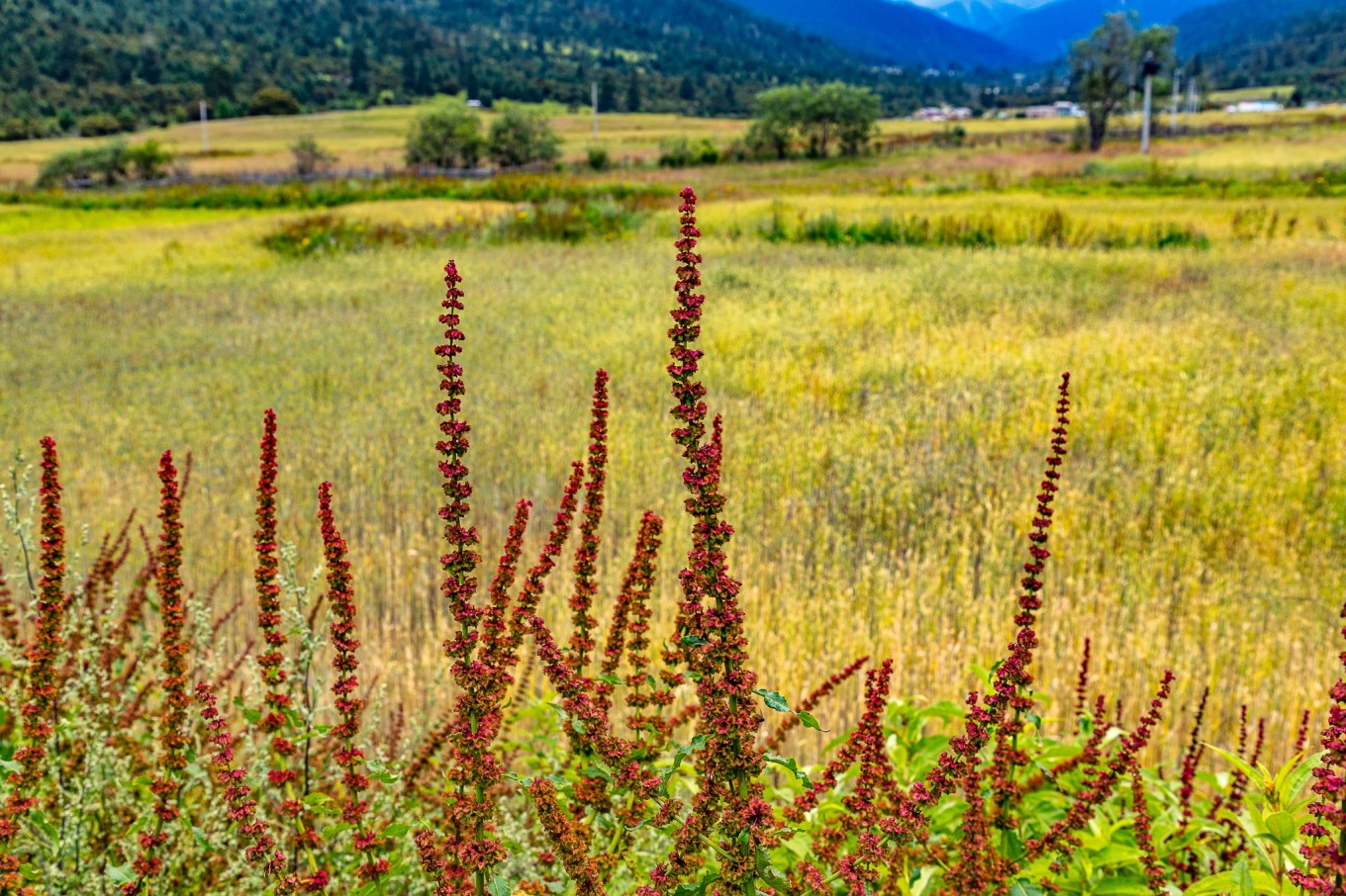 318来回攻略十三天,天路之旅西藏完整版