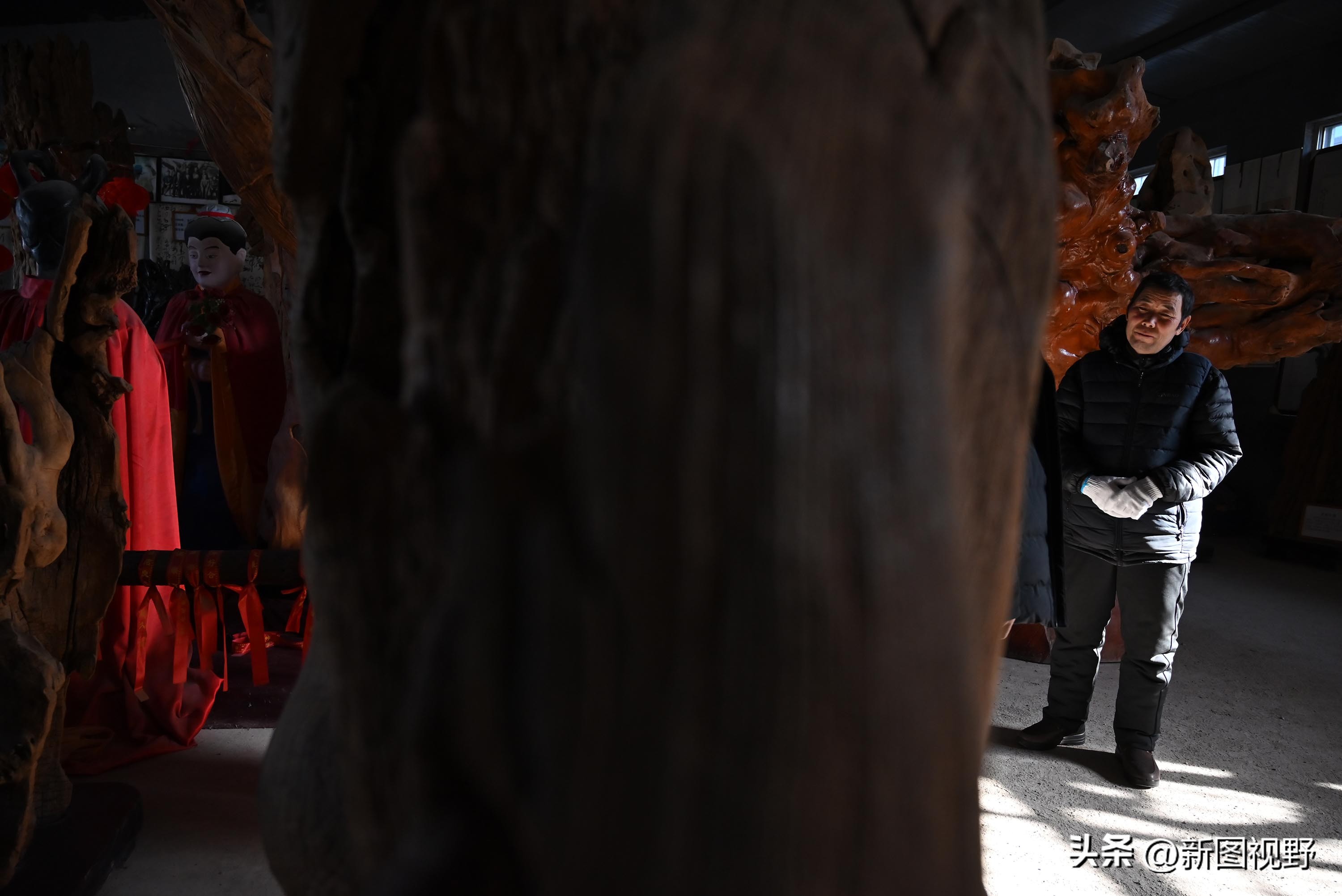 55岁农民，花60万买了一堆古树，每天做着发财梦，睡到自然醒