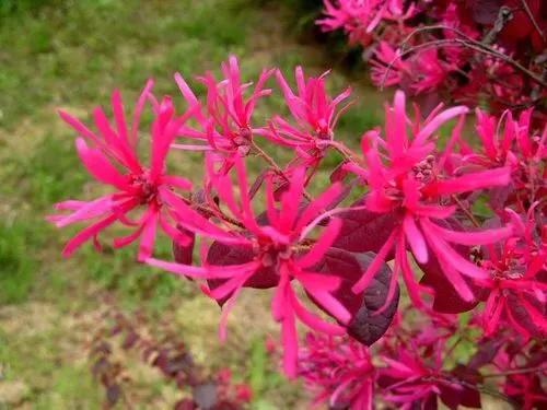 红花檵木介绍牌,红花檵木解说