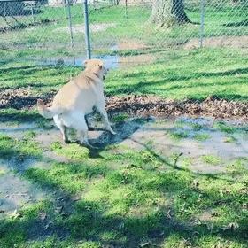 狗狗魔性舞步太洗脑,狗狗魔性跳舞