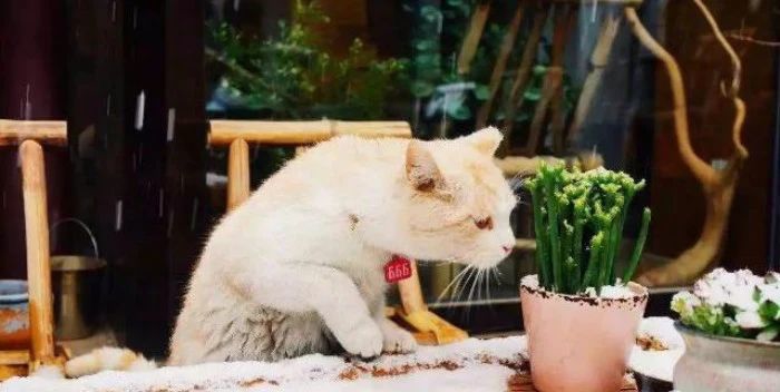 文圣茶说丨北京「茶味茶舍」官书院胡同店