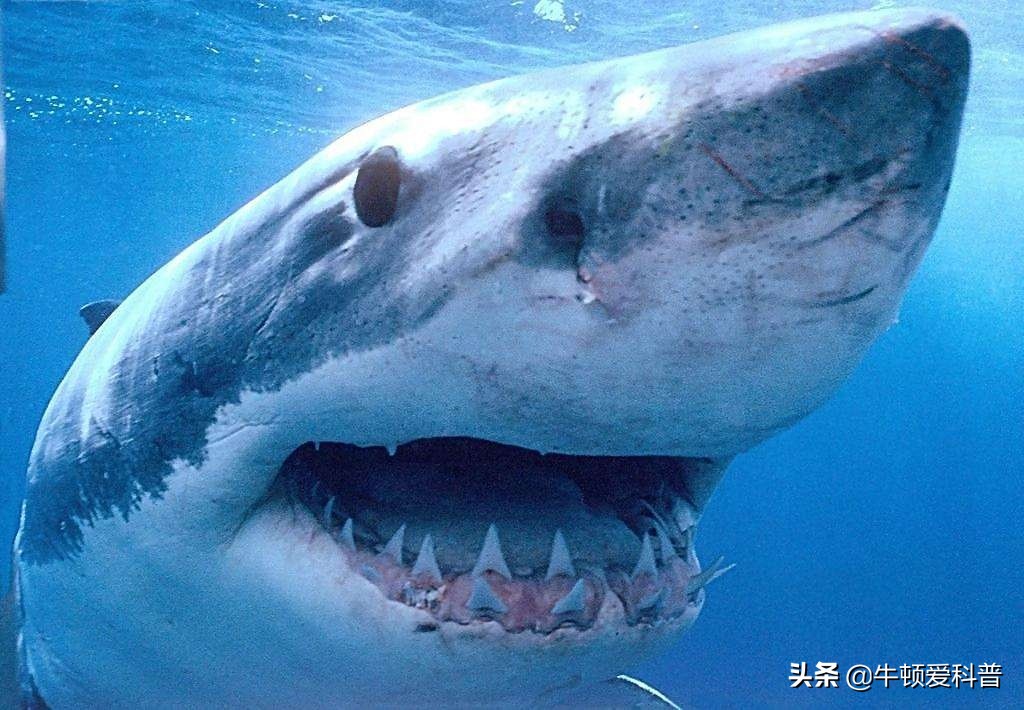 为什么狮子咬合力大吃起来却不快,咬合力最强的八种动物狮子排第几