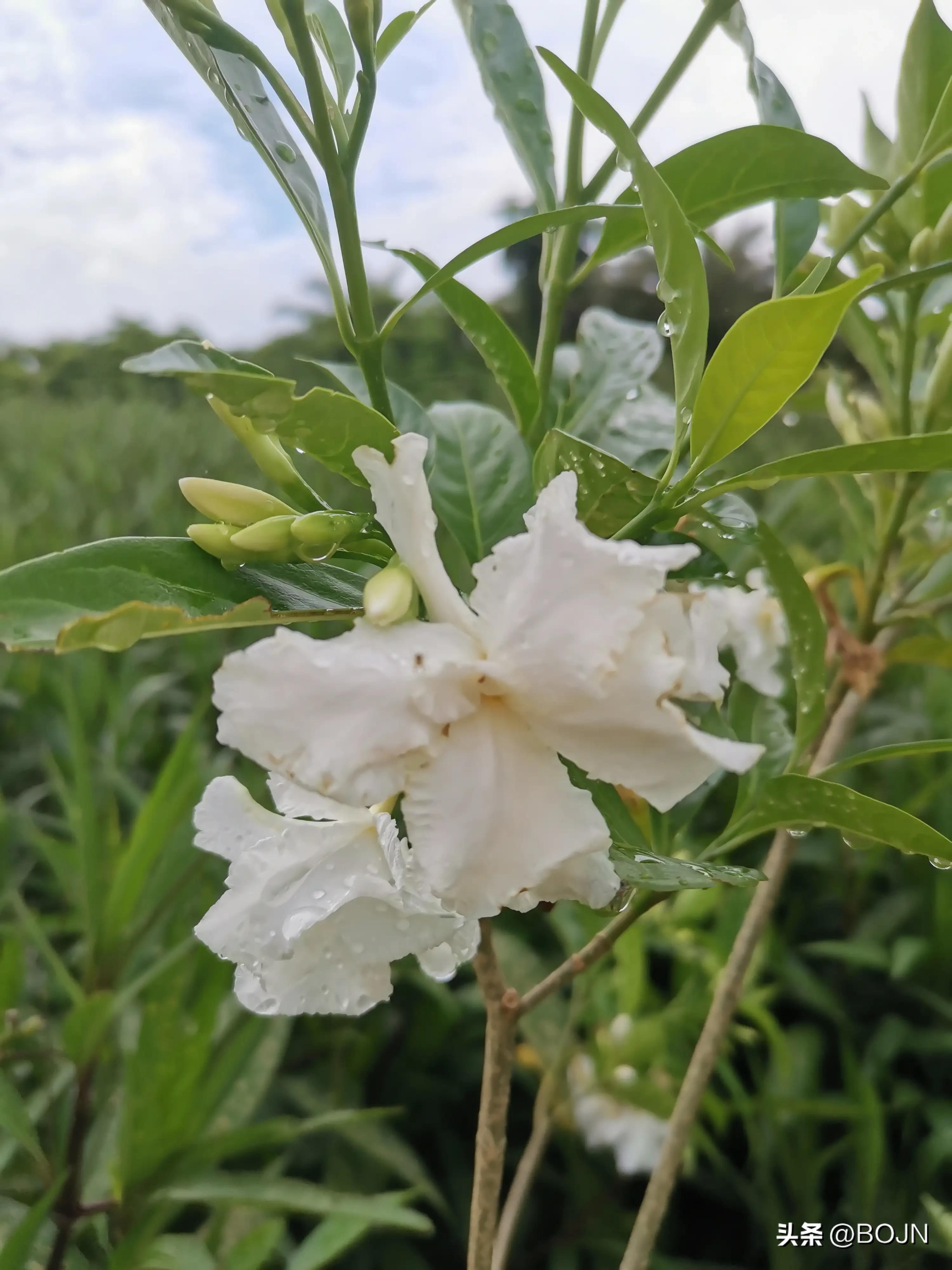 你能认出几种花来,大家能猜出什么花