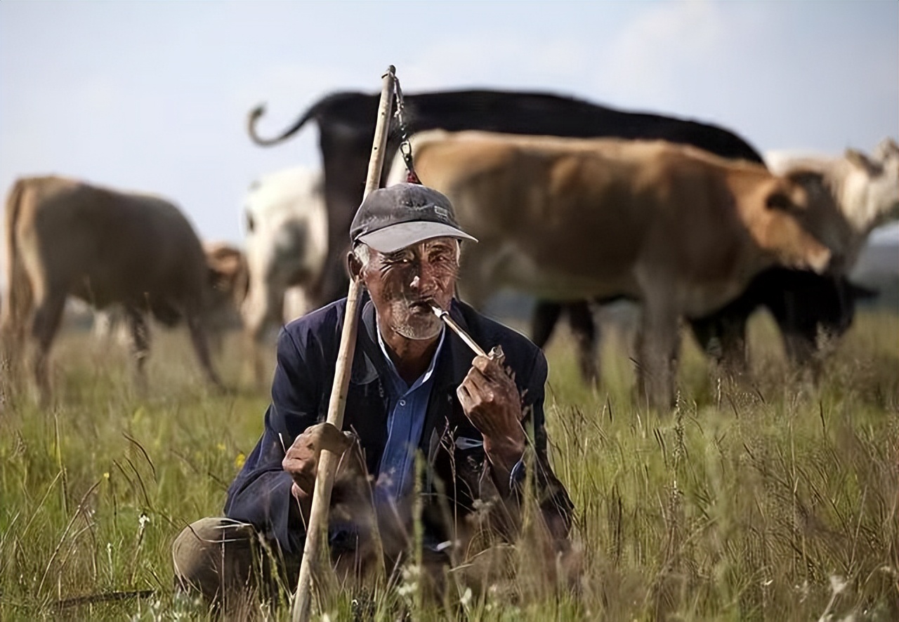 牛价已跌到谷底了吗,牛价格跌破成本线时间