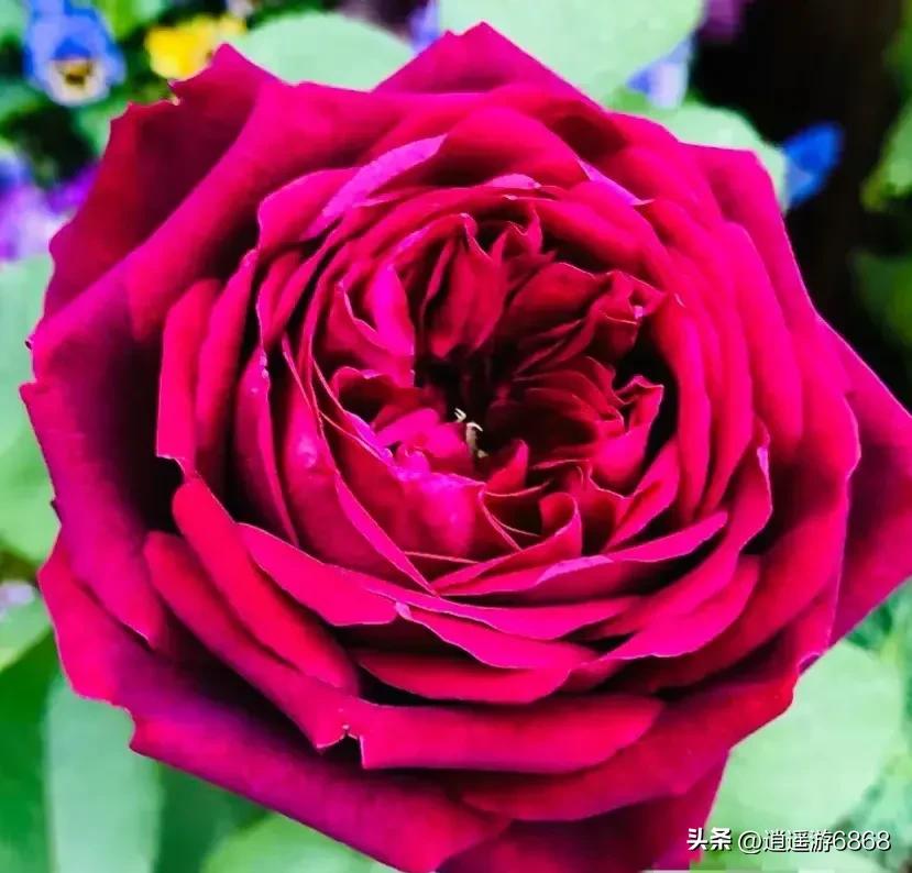 月季花美图,皇宫月季花花苞不密集