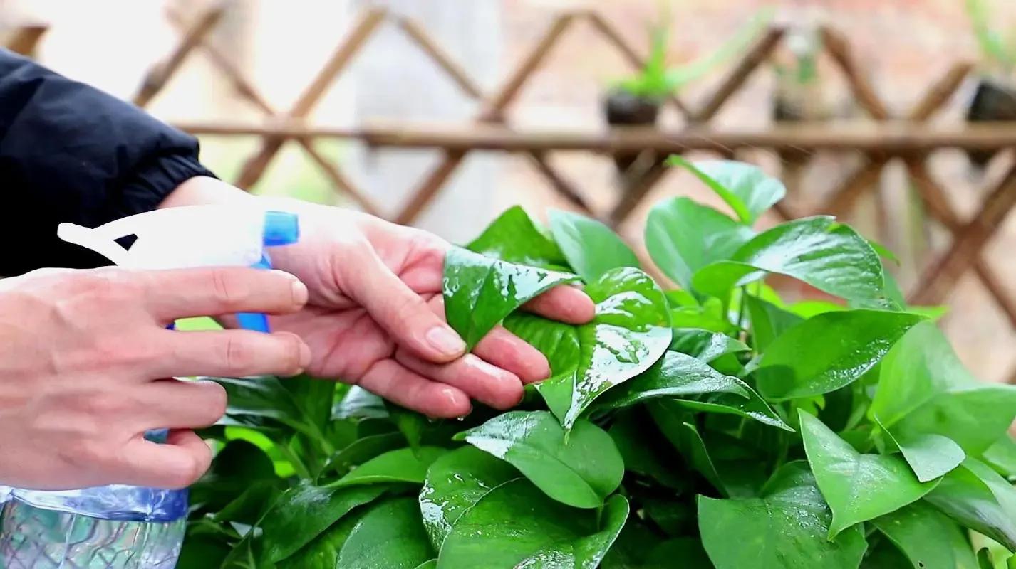 有大量过期啤酒怎样变废为宝,过期啤酒的用处生活小技巧