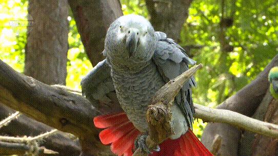 动物园鹦鹉飙脏话保育员引导,云南野生动物园内鹦鹉飙脏话